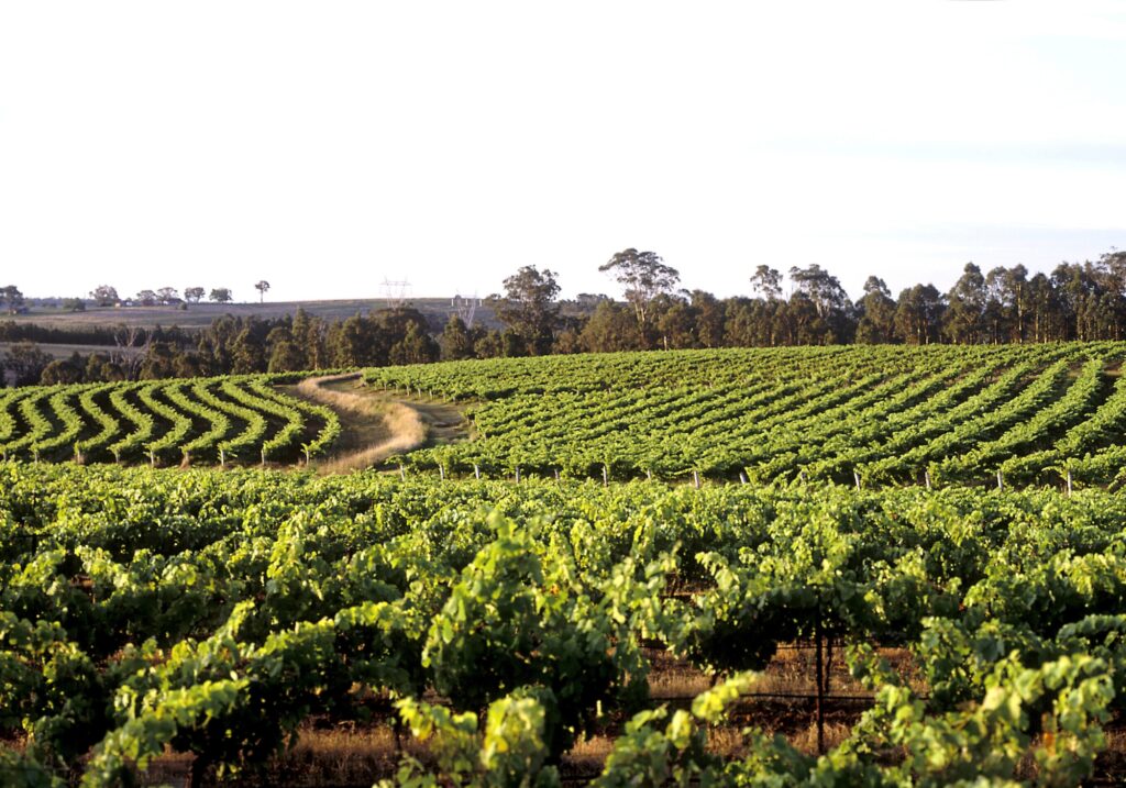 Blind Installations Upper Hunter