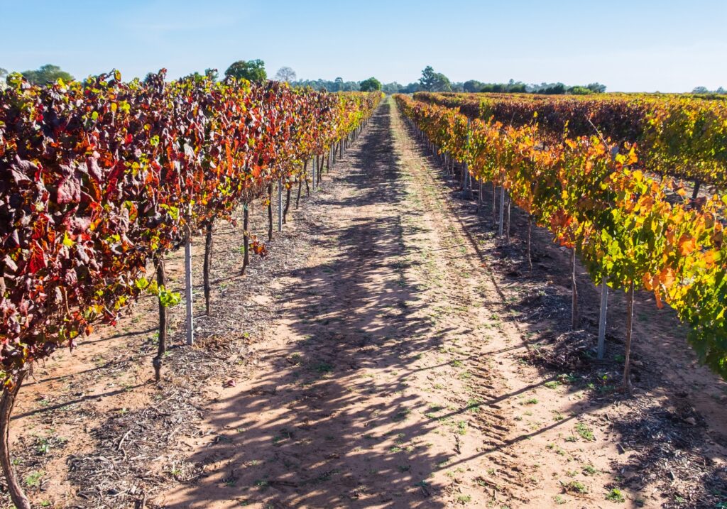Blind Installation Lovedale