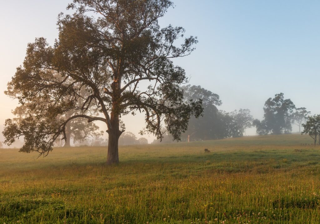 Blind Installations Ellalong