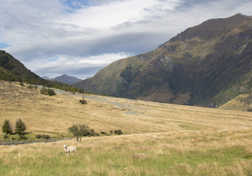 Blind Installations Lambs Valley